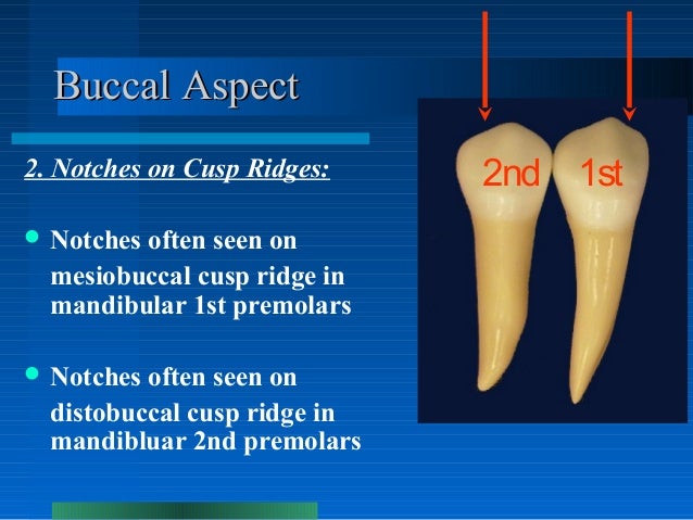 Mandibular First Premolar Anatomy