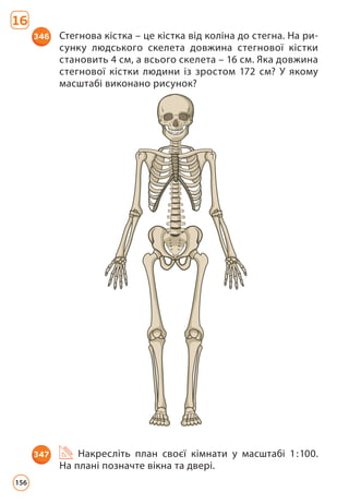 16
346 Стегнова кістка – це кістка від коліна до стегна. На ри­
сунку людського скелета довжина стегнової кістки
становить 4 см, а всього скелета – 16 см. Яка довжина
стегнової кістки людини із зростом 172 см? У якому
масштабі виконано рисунок?
347 Накресліть план своєї кімнати у масштабі 1:100.
На плані позначте вікна та двері.
156
 
