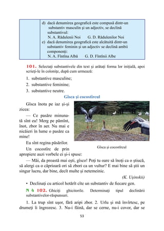 53
d) 
dacă denumirea geografică este compusă dintr-un
substantiv masculin şi un adjectiv, se declină
substantivul:
N. A. Rădulenii Noi G. D. Rădulenilor Noi
e) 
dacă denumirea geografică este alcătuită dintr-un
substantiv feminin şi un adjectiv se declină ambii
componenţi:
N. A. Fîntîna Albă G. D. Fîntînii Albe
101. Selectaţi substantivele din text şi arătaţi forma lor iniţială, apoi
scrieţi-le în coloniţe, după cum urmează:
1. substantive masculine;
2. substantive feminine;
3. substantive neutre.
Gîsca şi cocostîrcul
Gîsca înota pe iaz şi-şi
zicea:
— Ce pasăre minuna-
tă sînt eu! Merg pe pămînt,
înot, zbor în aer. Nu mai e
nicăieri în lume o pasăre ca
mine!
Eu sînt regina păsărilor.
Un cocostîrc de prin
apropiere auzi vorbele ei şi-i spuse:
— Măi, da proastă mai eşti, gîsco! Poţi tu oare să înoţi ca o ştiucă,
să alergi ca o căprioară ori să zbori ca un vultur? E mai bine să ştii un
singur lucru, dar bine, decît multe şi netemeinic.
(K. Uşinskii)
• 
Declinaţi cu articol hotărît cîte un substantiv de fiecare gen.
N 4 102. Ghiciţi ghicitorile. Determinaţi tipul declinării
substantivelor-răspunsuri.
1. La trup sînt uşor, fără aripi zbor. 2. Urlu şi mă învîrtesc, pe
drumeţi îi îngrozesc. 3. Nu-i făină, dar se cerne, nu-i covor, dar se
Gîsca şi cocostîrcul
 