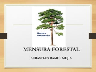 MENSURA FORESTAL
SEBASTIAN RAMOS MEJIA
 