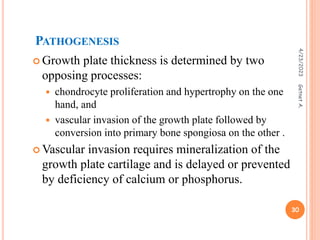 PATHOGENESIS
 Growth plate thickness is determined by two
opposing processes:
 chondrocyte proliferation and hypertrophy on the one
hand, and
 vascular invasion of the growth plate followed by
conversion into primary bone spongiosa on the other .
 Vascular invasion requires mineralization of the
growth plate cartilage and is delayed or prevented
by deficiency of calcium or phosphorus.
4/23/2023
30
Getnet
A.
 