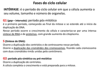 Fases do ciclo celular
INTÉRFASE: é o período do ciclo celular em que a célula aumenta o
seu volume, tamanho e número de organelas.

G1 (gap – intervalo): período pós-mitótico
é o primeiro período, começando ao final da mitose e se estende até o início da
duplicação do DNA.
Nesse período ocorre o crescimento da célula e caracteriza-se por uma intensa
síntese de RNA e de proteínas, com grande aumento do citoplasma.

S (Síntese de DNA):
Ocorre a duplicação dos centríolos e do centrossomo nesse período.
Ocorre a duplicação das cromátides dos cromossomos, ficando cada cromossomo
com duas cromátides-irmãs unidas pelo centrômero.

G2: período pós-sintético ou pré-meiótico
Ocorre a duplicação de centríolos.
A célula completa o crescimento e está preparada para a mitose.
 