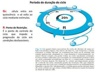 Período de duração do ciclo

G0:     célula entra em
quiescência e só volta ao
ciclo mediante estímulos.


R: Ponto de Restrição.
É o ponto de controle do
ciclo que impede a
progressão do ciclo em
condições desfavoráveis.
 