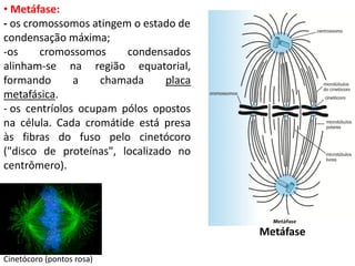 • Metáfase:
- os cromossomos atingem o estado de
condensação máxima;
-os     cromossomos     condensados
alinham-se na região equatorial,
formando       a    chamada     placa
metafásica.
- os centríolos ocupam pólos opostos
na célula. Cada cromátide está presa
às fibras do fuso pelo cinetócoro
("disco de proteínas", localizado no
centrômero).




                                        Metáfase

Cinetócoro (pontos rosa)
 