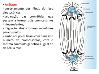 • Anáfase:
- encurtamento das fibras do fuso
cinetocóricas;
- separação das cromátides que
passam a formar dois cromossomos
independentes;
- migração dos cromossomos-filhos
para os polos;
- ambos os pólos ficam com o mesmo
número de cromossomos, com o
mesmo conteúdo genético e igual ao
da célula mãe.




                                     Anáfase
 
