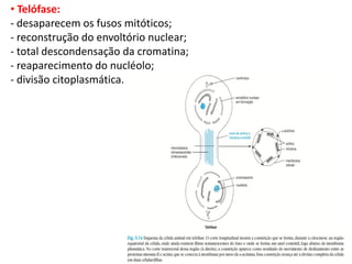 • Telófase:
- desaparecem os fusos mitóticos;
- reconstrução do envoltório nuclear;
- total descondensação da cromatina;
- reaparecimento do nucléolo;
- divisão citoplasmática.
 