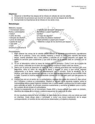 Biol. Rosalba Amaya Luna
Biología IV
PRÁCTICA 6. MITOSIS
Objetivos:
1. Observar e identificar las etapas de la mitosis en células de raíz de cebolla.
2. Comprender los procesos que ocurren en cada una de las etapas de la mitosis.
3. Comprender la importancia de la mitosis en los seres vivos.
Metodología:
Material y equipo:
1 microscopio óptico 1 cebolla con raíces en crecimiento*
Porta y cubreobjetos Servilletas o papel higiénico*
1 bisturí Cerillos*
1 vidrio de reloj Un trapo de algodón*
1 lámpara de alcohol Una bolsa de plástico mediana*
1 pinza de disección Papel periódico o papel para reusar*
1 pipeta de 5 ml * Material a cargo de los alumnos por equipo.
1 caja petri
1 lupa
Orceina A y Orceina B
Procedimiento:
1. Para obtener las raíces de la cebolla debes realizar el siguiente procedimiento una semana
antes de la práctica. Toma una cebolla mediana y limpia la base para retirarle las raíces
secas, inserta alrededor dos o tres palillos y colócala en un frasco pequeño con agua, los
palillos le servirán para sostenerse y que solo la base de la cebolla esté en contacto con el
agua.
2. Ya en el laboratorio cubre la mesa de trabajo con el periódico. Corta 5 mm de la punta de
cinco raíces, colócalas en el vidrio de reloj y agrega orceína A hasta cubrir las raíces.
3. Toma con la pinza de disección el vidrio de reloj y calienta a la llama del mechero por unos
segundos, retira el vidrio de reloj de la llama y espera un poco a que enfríe, regresa
nuevamente a la llama, realiza el calentamiento por 5 minutos. Evita la ebullición de la
orceína, solo deja que aparezcan vapores y no los respires directamente ya que pueden irritar
tu nariz. Cuando la orceína este enfriándose cúbrela con la caja petri para que los vapores no
salgan.
4. Coloca una raíz en el centro de un portaobjetos y agrega dos gotas de orceina B, deja actuar
por 2 minutos y coloca un cubreobjetos. Realiza un squash de la siguiente manera; sobre el
cubreobjetos coloca papel higiénico doblado tres o cuatro veces y presiona con el dedo pulgar
para extender el tejido. Al principio presiona suavemente y aumenta la presión poco a poco,
ten cuidado de no romper el cubreobjetos.
5. Coloca la preparación en el microscopio (hasta 40X) y busca células que estén en división,
identifica las etapas de la mitosis y elabora esquemas de cada una de ellas.
En los resultados deberás tener un dibujo de cada etapa de la mitosis y de una célula que esté
en interfase. Cada dibujo debe ir iluminado, e incluir una breve explicación de la etapa
correspondiente, el nombre de las estructuras observadas y el objetivo empleado.
 