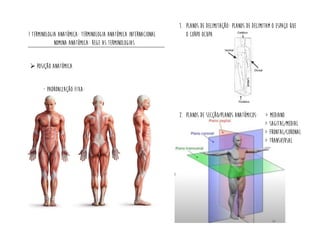 ! terminologia anatômica: terminologia anatômica internacional
nomina anatômica: rege as terminologias
➢ Posição anatômica
- Padronização fixa:
1. Planos de delimitação: planos de delimitam o espaço que
o corpo ocupa
2. Planos de secção/planos anatômicos: > mediano
> sagital/medial
> frontal/coronal
> transversal
 