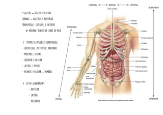 ! Sagital – direita esquerda
Coronal – anterior e posterior
Transversal: superior, e inferior
➢ Mediano: divide na linha do meio
3. Termos de posição e comparação
- Superficial, intermédio, profundo
- Proximal e distal
- Superior e inferior
- Lateral e medial
- Palmar e plantar – membros
4. Vistas anatômicas
- Anterior
- Lateral
- Posterior
 