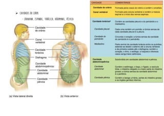 ➢ Cavidades do corpo
- Craniana, espinhal, torácica, abdominal, pélvica
 
