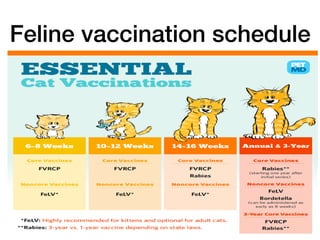 6 most common cat health problems & vaccination schedule | PDF