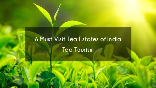 6 Must Visit Tea Estates of India
Tea Tourism
 
