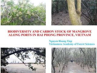 BIODIVERSITY AND CARBON STOCK OF MANGROVE
ALONG PORTS IN HAI PHONG PROVINCE, VIETNAM
Nguyen Hoang Tiep
Vietnamese Academy of Forest Sciences
 