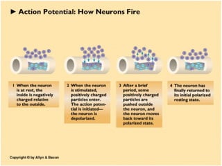 neuron structure and function | PPT
