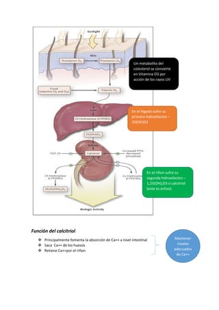 Función del calcitriol:
 Principalmente fomenta la absorción de Ca++ a nivel intestinal
 Saca Ca++ de los huesos
 Retiene Ca++por el riñon
Un metabolito del
colesterol se convierte
en Vitamina D3 por
acción de los rayos UV
En el hígado sufre su
primera hidroxilacion –
25(OH)D3
En el riñon sufre su
segunda hidroxilacion –
1,25(OH)2D3 o calcitriol
(este es activo)
Mantener
niveles
adecuados
de Ca++
 