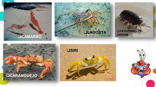 CAMARÃO
CARANGUEJO
TATUZINHO-DE-
JARDIM
LAGOSTA
SIRI
 