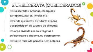 2.CHELICERATA (QUELICERADOS)
◎Quelicerados: Aranhas, escorpiões,
carrapatos, ácaros, límulos etc.;
◎Par de quelíceras: estruturas afiadas
que participam da captura de alimento;
◎Corpo dividido em dois Tagmas o
cefalotórax e o abdome, ou opistossomo;
◎Quatro Pares de pernas e sem antenas.
 