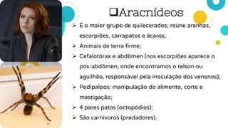 Aracnídeos
 É o maior grupo de quilecerados, reúne aranhas,
escorpiões, carrapatos e ácaros;
 Animais de terra firme;
 Cefalotórax e abdômen (nos escorpiões aparece o
pós-abdômen, onde encontramos o telson ou
aguilhão, responsável pela inoculação dos venenos);
 Pedipalpos: manipulação do alimento, corte e
mastigação;
 4 pares patas (octopódios);
 São carnívoros (predadores).
 
