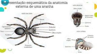 Representação esquemática da anatomia
externa de uma aranha
 