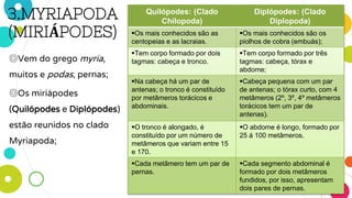 3.MYRIAPODA
(MIRIÁPODES)
◎Vem do grego myria,
muitos e podas, pernas;
◎Os miriápodes
(Quilópodes e Diplópodes)
estão reunidos no clado
Myriapoda;
Quilópodes: (Clado
Chilopoda)
Diplópodes: (Clado
Diplopoda)
Os mais conhecidos são as
centopeias e as lacraias.
Os mais conhecidos são os
piolhos de cobra (embuás);
Tem corpo formado por dois
tagmas: cabeça e tronco.
Tem corpo formado por três
tagmas: cabeça, tórax e
abdome;
Na cabeça há um par de
antenas; o tronco é constituído
por metâmeros torácicos e
abdominais.
Cabeça pequena com um par
de antenas; o tórax curto, com 4
metâmeros (2º, 3º, 4º metâmeros
torácicos tem um par de
antenas).
O tronco é alongado, é
constituído por um número de
metâmeros que variam entre 15
e 170.
O abdome é longo, formado por
25 á 100 metâmeros.
Cada metâmero tem um par de
pernas.
Cada segmento abdominal é
formado por dois metâmeros
fundidos, por isso, apresentam
dois pares de pernas.
 