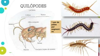 QUILÓPODES
1 par de
patas
por
segment
os.
 