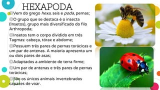 HEXAPODA
◎Vem do grego hexa, seis e poda, pernas;
◎O grupo que se destaca é o insecta
(Insetos), grupo mais diversificado do filo
Arthropoda;
◎Insetos tem o corpo dividido em três
Tagmas: cabeça, tórax e abdome;
◎Possuem três pares de pernas torácicas e
um par de antenas. A maioria apresenta um
ou dois pares de asas;
◎Adaptados a ambiente de terra firme;
◎Um par de antenas e três pares de pernas
torácicas;
◎São os únicos animais invertebrados
capazes de voar.
 