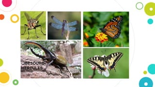 BESOURO-
HERCULES
 