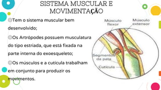 SISTEMA MUSCULAR E
MOVIMENTAÇÃO
◎Tem o sistema muscular bem
desenvolvido;
◎Os Artrópodes possuem musculatura
do tipo estriada, que está fixada na
parte interna do exoesqueleto;
◎Os músculos e a cutícula trabalham
em conjunto para produzir os
movimentos.
 