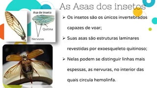 As Asas dos insetos
 Os insetos são os únicos invertebrados
capazes de voar;
 Suas asas são estruturas laminares
revestidas por exoesqueleto quitinoso;
 Nelas podem se distinguir linhas mais
espessas, as nervuras, no interior das
quais circula hemolinfa.
 