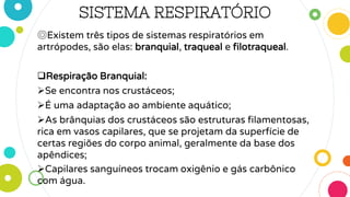 SISTEMA RESPIRATÓRIO
◎Existem três tipos de sistemas respiratórios em
artrópodes, são elas: branquial, traqueal e filotraqueal.
Respiração Branquial:
Se encontra nos crustáceos;
É uma adaptação ao ambiente aquático;
As brânquias dos crustáceos são estruturas filamentosas,
rica em vasos capilares, que se projetam da superfície de
certas regiões do corpo animal, geralmente da base dos
apêndices;
Capilares sanguíneos trocam oxigênio e gás carbônico
com água.
 