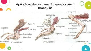 Apêndices de um camarão que possuem
brânquias
 