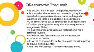 Respiração Traqueal:
Se encontra em insetos, quilópodes, diplópodes;
As traqueias são tubos ocos, com reforços quitinosos
espiralados, que partem de aberturas ao longo da
superfície do tórax e do abdome, os espiráculos;
O ar atmosférico passa através dos espiráculos e se
difundem pelas grandes traqueias e as traquéolas e
atingem as células;
O gás carbônico produzido no metabolismo faz o
caminho inverso.
Há bolsas que formam sacos de ar capazes de
armazenar ar úmido;
As vezes os espiráculos se fecham para reduzir a perda
de água em dias quentes.
Alta taxa metabólica - fundamental para o voo.
 