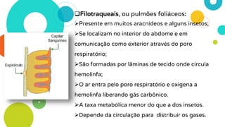 Filotraqueais, ou pulmões foliáceos:
Presente em muitos aracnídeos e alguns insetos;
Se localizam no interior do abdome e em
comunicação como exterior através do poro
respiratório;
São formadas por lâminas de tecido onde circula
hemolinfa;
O ar entra pelo poro respiratório e oxigena a
hemolinfa liberando gás carbônico.
A taxa metabólica menor do que a dos insetos.
Depende da circulação para distribuir os gases.
 