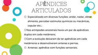 ◎ Especializado em diversas funções: andar, nadar, obter
alimento, perceber estímulos químicos ou mecânicas,
copular etc.;
◎Nos artrópodes ancestrais havia um par de apêndices
duplos em cada metâmero;
◎Com a evolução deixaram de ter apêndices em cada
metâmeros e desenvolveram antenas e pernas.
◎ Antenas: apêndice com funções sensoriais.
APÊNDICES
ARTICULADOS
 