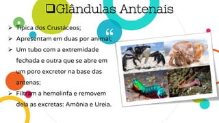 “
 Típica dos Crustáceos;
 Apresentam em duas por animal;
 Um tubo com a extremidade
fechada e outra que se abre em
um poro excretor na base das
antenas;
 Filtram a hemolinfa e removem
dela as excretas: Amônia e Ureia.
Glândulas Antenais
 