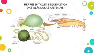 REPRESENTAÇÃO ESQUEMÁTICA
DAS GLÂNDULAS ANTENAIS:
 