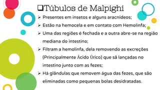 Túbulos de Malpighi
 Presentes em insetos e alguns aracnídeos;
 Estão na hemocela e em contato com Hemolinfa;
 Uma das regiões é fechada e a outra abre-se na região
mediana do intestino;
 Filtram a hemolinfa, dela removendo as excreções
(Principalmente Ácido Úrico) que sã lançadas no
intestino junto com as fezes;
 Há glândulas que removem água das fezes, que são
eliminadas como pequenas bolas desidratadas.
 