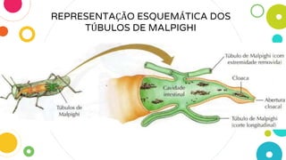 REPRESENTAÇÃO ESQUEMÁTICA DOS
TÚBULOS DE MALPIGHI
 