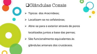 Glândulas Coxais
 Típicos dos Aracnídeos;
 Localizam-se no cefalotórax;
 Abre-se para o exterior através de poros
localizados juntos a base das pernas;
 São funcionalmente equivalentes ás
glândulas antenais dos crustáceos.
 