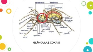 GLÂNDULAS COXAIS
 
