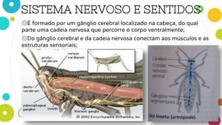 SISTEMA NERVOSO E SENTIDOS
◎É formado por um gânglio cerebral localizado na cabeça, do qual
parte uma cadeia nervosa que percorre o corpo ventralmente;
◎Do gânglio cerebral e da cadeia nervosa conectam aos músculos e as
estruturas sensoriais;
 