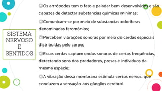 ◎Os artrópodes tem o fato e paladar bem desenvolvidos e são
capazes de detectar substancias químicas mínimas;
◎Comunicam-se por meio de substancias odoríferas
denominadas feromônios;
◎Percebem vibrações sonoras por meio de cerdas especiais
distribuídas pelo corpo;
◎Essas cerdas captam ondas sonoras de certas frequências,
detectando sons dos predadores, presas e indivíduos da
mesma espécie;
◎A vibração dessa membrana estimula certos nervos, que
conduzem a sensação aos gânglios cerebral.
SISTEMA
NERVOSO
E
SENTIDOS
 