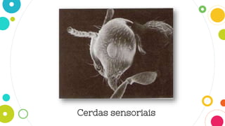 Cerdas sensoriais
 