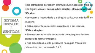 SISTEMA
NERVOSO
E
SENTIDOS
◎Os artrópodes percebem estímulos luminosos por meio de
três órgãos visuais: ocelos, olhos simples, olhos compostos;
Ocelos:
detectam a intensidade e a direção da luz,mas não formam
imagem;
Estão presentes em certos crustáceos e em insetos.
Olhos simples:
São estruturas visuais dotadas de uma pequena lente e
capazes de formar imagens;
Nos aracnídeos, estão presentes na região frontal do
cefalotórax, em numero de 5 á 8.
 