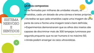 Olhos compostos:
São formados por milhares de unidades visuais, os
omatídios, cada um dotado de uma córnea e lentes próprias;
Acredita-se que cada omatídios capte uma imagem de uma
parte da cena e forme uma imagem total e bem definida;
Experimentos demonstraram que os olhos dos insetos são
capazes de discriminar mais de 300 lampejos luminosos por
segundo,enquanto que no ser humano é no máximo 50;
Ainda podem enxergar os raios ultravioletas.
SISTEMA
NERVOSO
E
SENTIDOS
 
