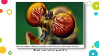 Olhos compostos e ocelos
 