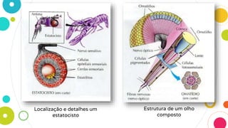 Estrutura de um olho
composto
Localização e detalhes um
estatocisto
 