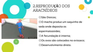 2.REPRODUÇÃO DOS
ARACNÍDEOS
◎São Dioicos;
◎O macho produz um saquinho de
seda onde deposita os
espermatozoides;
◎A fecundação é interna;
◎Os ovos são colocados no ovissaco;
◎Desenvolvimento direto.
 