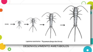 DESENVOLVIMENTO AMETÁBOLOS
 