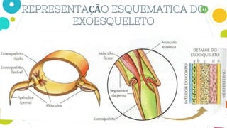 REPRESENTAÇÃO ESQUEMATICA DO
EXOESQUELETO
 